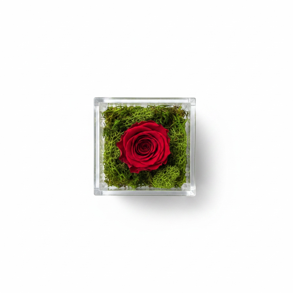 Box Plexiglass con Rosa Stabilizzata