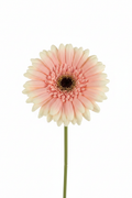 Gerbera Artificiale Rosa Cipria in Stoffa