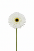 Gerbera Artificiale Bianca in Stoffa