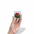 Box Plexiglass con Rosa Stabilizzata