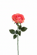 Rosa Downtown Corallo